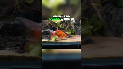 Piękne welony.  Aquafloor - Ruda Śląska