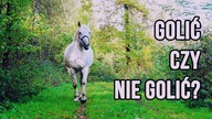 GOLENIE KONI