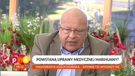 Uprawy medycznej marihuany w Polsce?