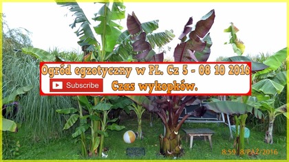  184.  Ogród egzotyczny w PL.  Cz 5- 08 10 2016 