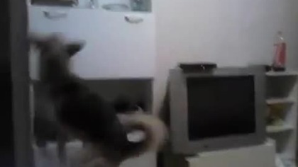 Zeusek przynosi papierosy :D