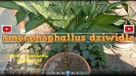 96.  Cz. 1 Amorphophallus rivieri,konjac uprawa. 2015