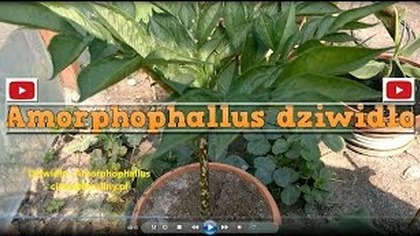 96.  Cz. 1 Amorphophallus rivieri,konjac uprawa. 2015