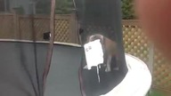 Pies na trampolinie