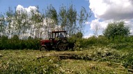 164. Ścinanie wierzby energetycznej.  Plantacja wierzby energetycznej.