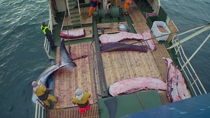 Nazistowski szwadron wielorybniczy - dokument lektor pl