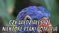 Jakie Zwierzęta Potrafią Mówić?