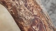 Termites are true Natures artists 