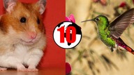 10 ZWIERZĄT KTÓRE ŻYJĄ NAJKRÓCEJ