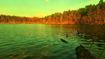 Lakeside; Fale i śpiew ptaków 4K (relaks, sen, medytacja)