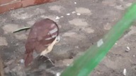 Wyspiarek złotopierśny (Gallicolumba rufigula) Cinnamon Ground Dove preeing 
