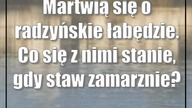 Martwią się o radzyńskie łabędzie.  Co się z nimi stanie, gdy staw zamarznie?