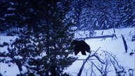 Bear (Ursidae) tribute - Ly O Lay Ale Loya
