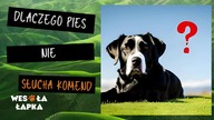 Dlaczego pies nie słucha komend