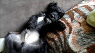 Funny sleep dog