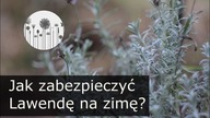 Jak przycinać lawendę jesienią i jak zabezpieczyć lawendę na zimę przed mrozami?