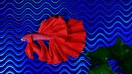 Bojownik rybka mój pierwszy magnes na lodówkę | Siamese fighting fish polymer clay