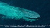 Whales in life and in mythology - a case study