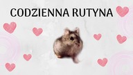 Mój dzień z chomikami
