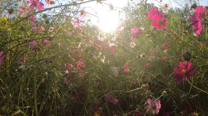 Watchman Nee - Nie miłujcie tego swiata