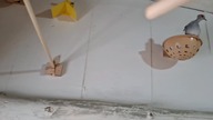 Diamond lovebirds get to know their new home