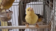Kanarki #canary