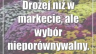 Drożej niż w markecie, ale wybór nieporównywalny.  Sprawdzamy ceny chryzantem