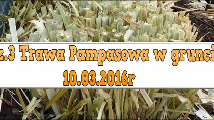 126.  Cz. 3 Odkrywanie, przycinanie trawy pampasowej po zimie.