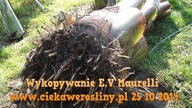 43 Cz. 4 Wykopywanie ensete ventricosum maurelli 25 10 2014r