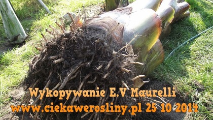 43 Cz. 4 Wykopywanie ensete ventricosum maurelli 25 10 2014r