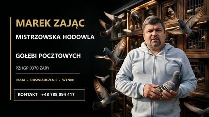 Marek Zając  Mistrzowska Hodowla Gołębi Pocztowych | PZHGP 0370 Żary