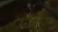 ssstwitter. com 1773941035990
