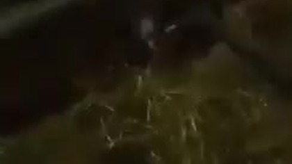 ssstwitter. com 1773941035990