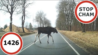 Stop Cham #1426 - Niebezpieczne i chamskie sytuacje na drogach