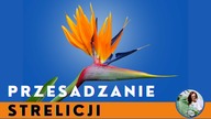 Jak przesadzić strelicję ? Przesadzanie STRELICJI krok po kroku