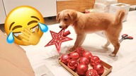 NIE TYLKO MY CHOWAMY OZDOBY ŚWIĄTECZNE | NOWY POKÓJ ZABAW W DOMU | DLM