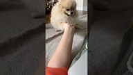 Jaka z tego pieska jest mądrala  daj łapę i przybij piątkę #pomeranian #pomeranianforsale #dog
