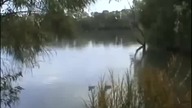 Ryba gigant zjada kaczkę