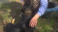 Pies ze schroniska  najlepszy przyjaciel człowieka? Prawda czy fałsz? #short