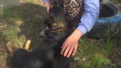 Pies ze schroniska  najlepszy przyjaciel człowieka? Prawda czy fałsz? #short