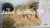 Jaką ściółkę dla chomika wybrać