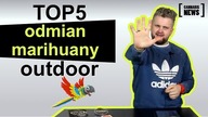 TOP 5 odmian marihuany na outdoor