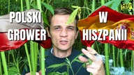 POLSKA TO NAJLEPSZA ANTYKONCEPCJA | UPRAWA POD LATARNIĄ | Jakub Gajewski BREEDBROS
