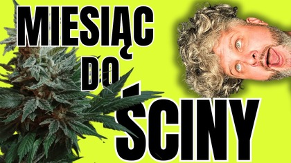 TRZECIA DEFOLIACJA, PATENT NA ZAPACH i ŚWIATŁA SUPLEMENTACYJNE (Spider Farmer UV, IR & Deep Red)