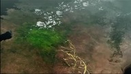 BBC Magia natury - Niezwykłe spektakle Wielka Migracja