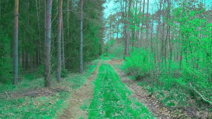 Rain, Birdsong, and Bees Sounds of the Spring Forest 4K