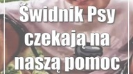 Świdnik: Psy czekają na naszą pomoc
