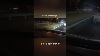 Niesamowity widok w Poznaniu: Ryby na asfalcie #Poznań #Karpie #Ciekawostki