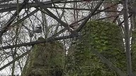 Andean Condor spreadig wings at a voliere (Warsaw zoo)