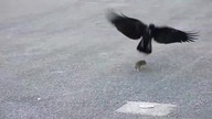 Wrona vs Szczur spotkanie